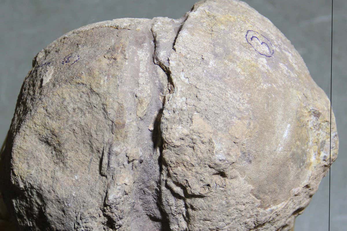 Fossil dinosaur egg