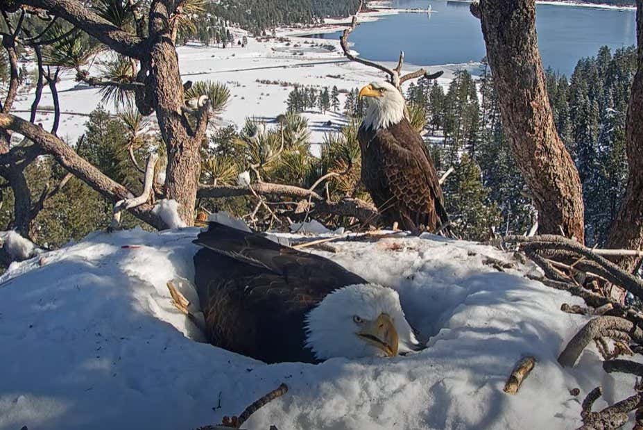 Screenshot of livestream of bald eagles Jackie and Shadow nesting in a pine tree in California. Credit: Friends of Big Bear Valley