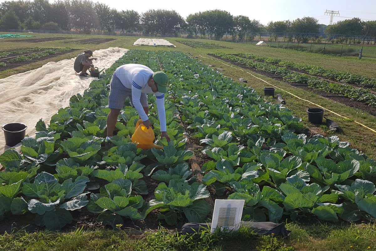 Two people spreading fertiliser in rows of cabbage plants