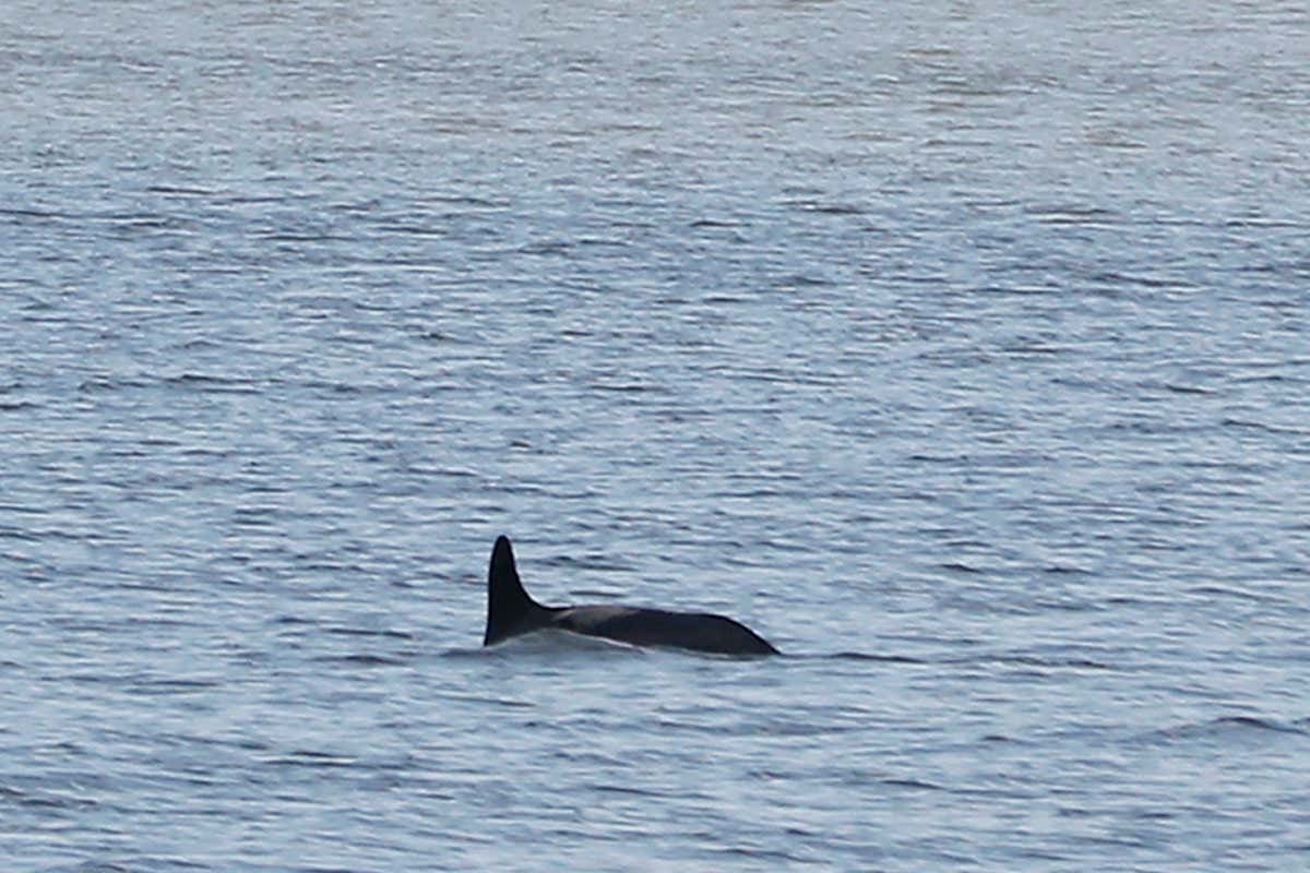 A dolphin swims in New York's East River, March 13, 2013. REUTERS/Brendan McDermid (UNITED STATES - Tags: ANIMALS ENVIRONMENT) - GM1E93E089M01