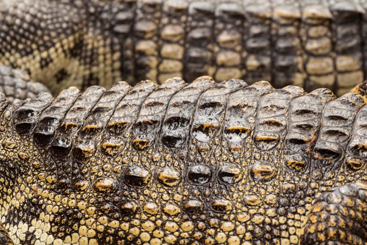 Close up of crocodile skin