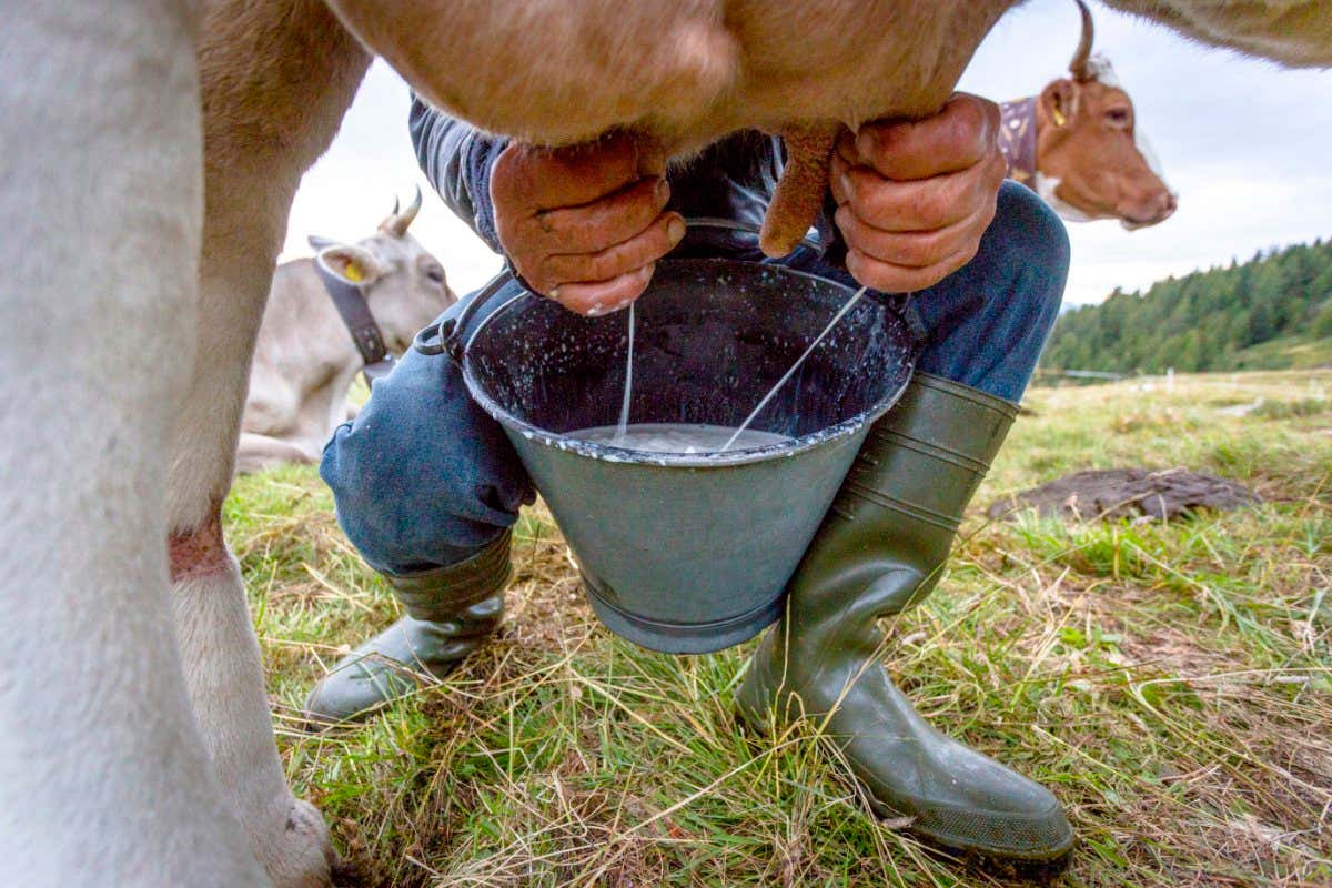 Person milking a cow