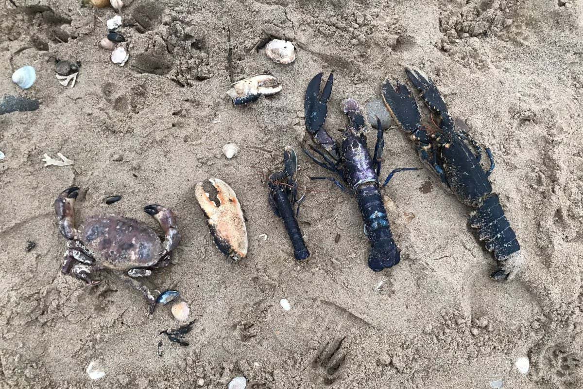 Crabs and lobsters on a beach