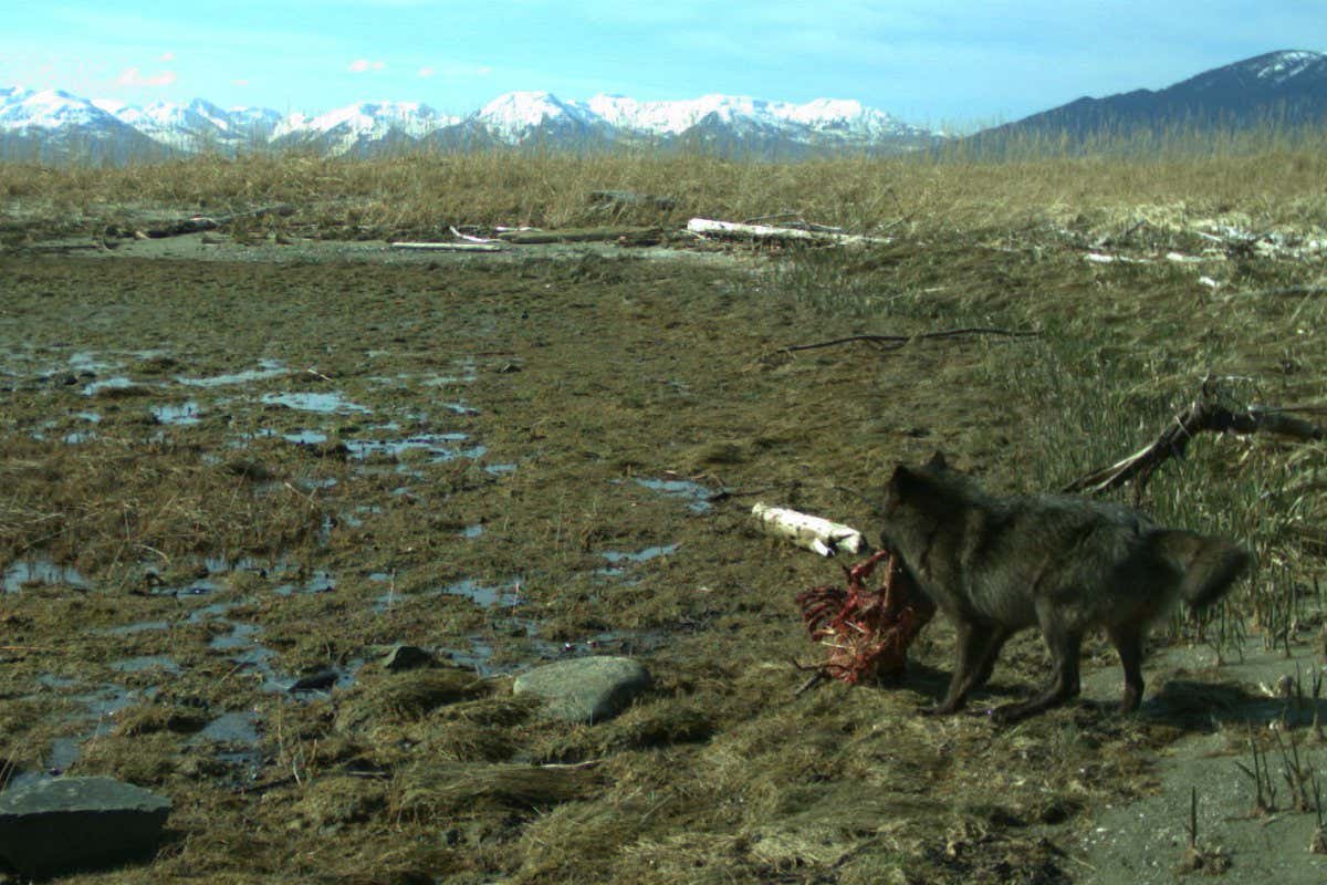 A wolf dragging a sea otter carcass above the tideline at Point Gustavus in Alaska. CREDIT Alaska Department of Fish and Game.