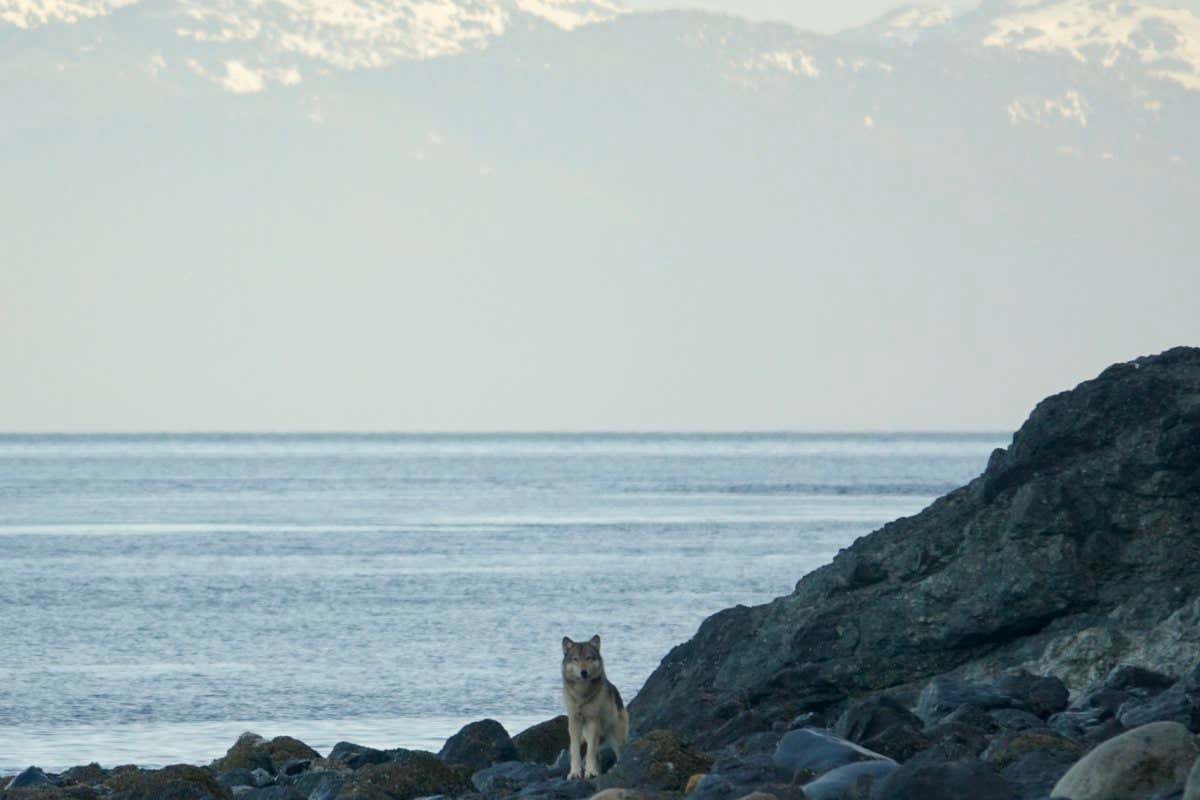A wolf looking for prey on Pleasant Island, Alaska
