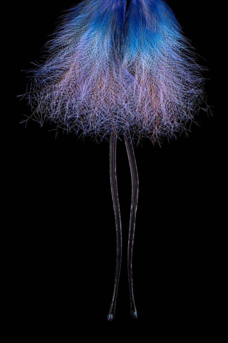 Blauparadiesvogel oder Rudolphi-Paradiesvogel, Paradisaea rudolphi, Schwanzgefieder mit verl??ngertem mittleren Steuerfederpaar, das Steuerfederpaar ist von ca. 34 bis 45 cm lang, das ??brige Schwanzgefieder misst 7,6 bis 9,1 cm L??nge, so dass man bei M??nnchen auf eine Gesamtl??nge von 67 cm kommt, das verl??ngerte Steuerfederpaar ist blauschwarz, das Schwanzgefieder kobaltblau, w??hrend der Balz spreizt das M??nnchen kopf??ber h??ngend seine leuchtend blauen Federflanken, geh??rt zur Familie der Paradiesv??gel, Verbreitung: Papua-Neuguinea, Lebensraum: Bergw??lder, Waldr??nder