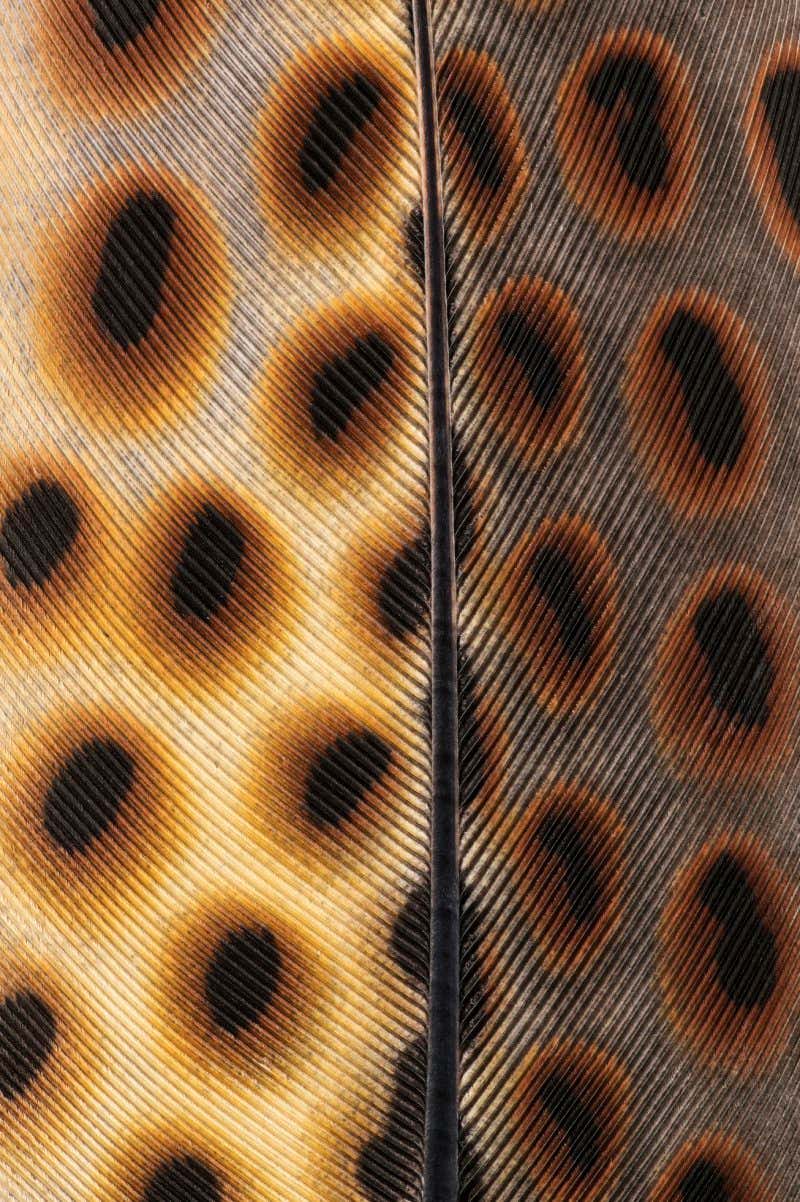 Argusfasan, Argusianus argus, Detailansicht einer Feder aus der Handdecke mit typischen Augenflecken, als Handdecke wird die Federregion bezeichnet die oberhalb der Schwungfeder am Fl??gel liegt, geh??rt zur Ordnung der H??hnerv??ge und der Familie der Fasanenartigenl. Er ist benannt nach den Augenflecken auf seinen Armfedern. Argos ist in der griechischen Mythologie ein hundert??ugiger Riese. Verbreitungsgebiet: S??dostasien, Lebensraum: Tropischer Regenwald, Federgr????e: 15 cm, Focus stack aus 23 Einzelaufnahmen