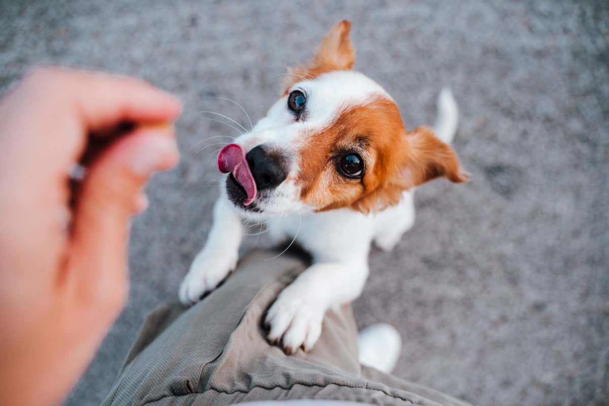 cute small jack russell terrier dog standing on two paws asking for treats to owner. Pets outdoors and lifestyle; Shutterstock ID 1795864654; purchase_order: -; job: -; client: -; other: -
