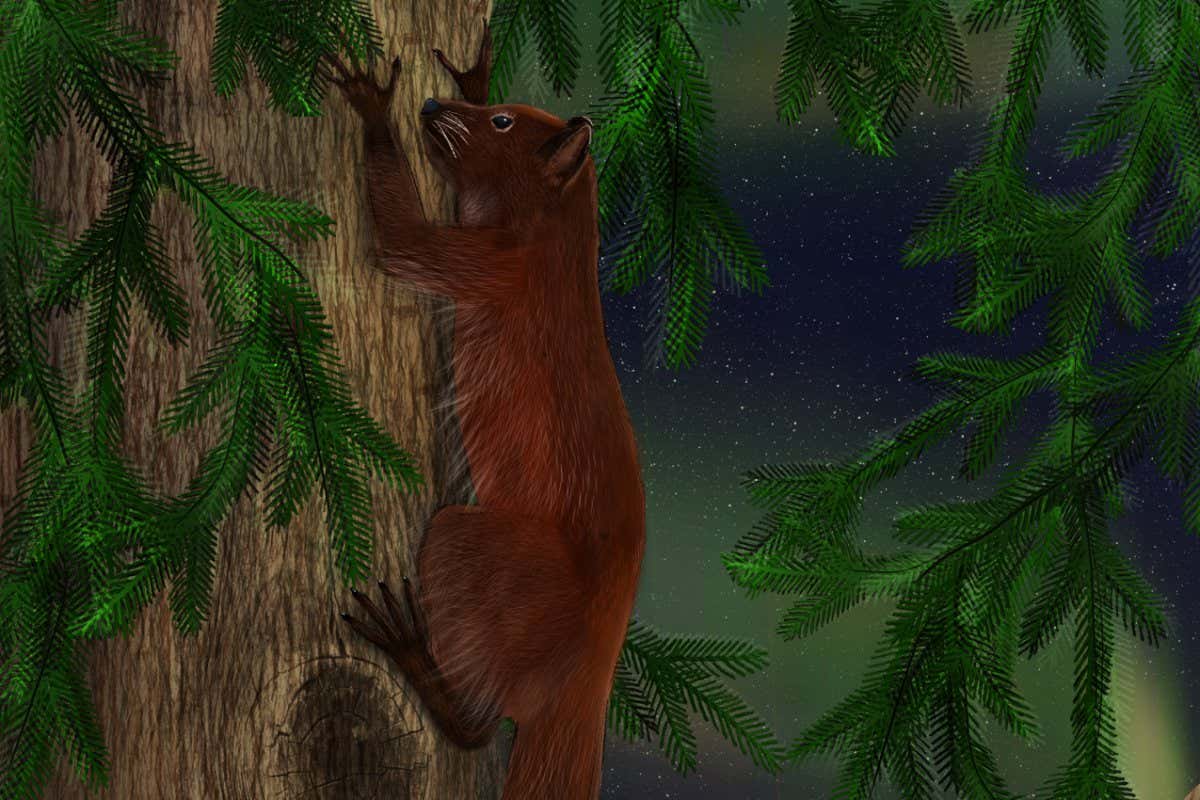 Illustratoin of Ignacius dawsonae, a squirrel-like animal in a tree