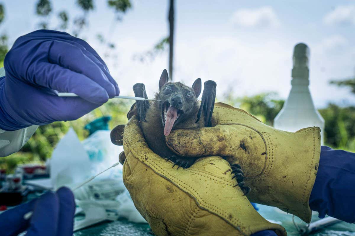 A fruit bat is swabbed to test for viruses