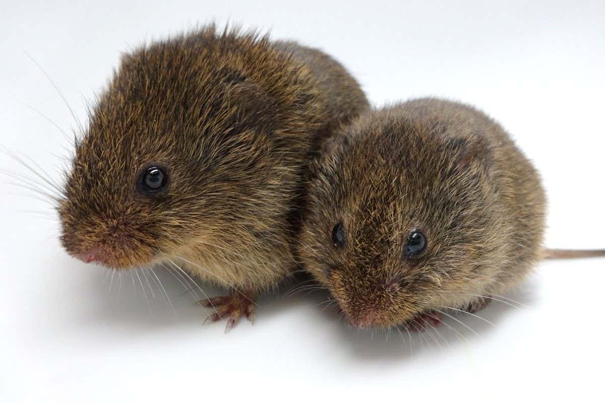 One large prairie vole stands against a smaller vole against a white background