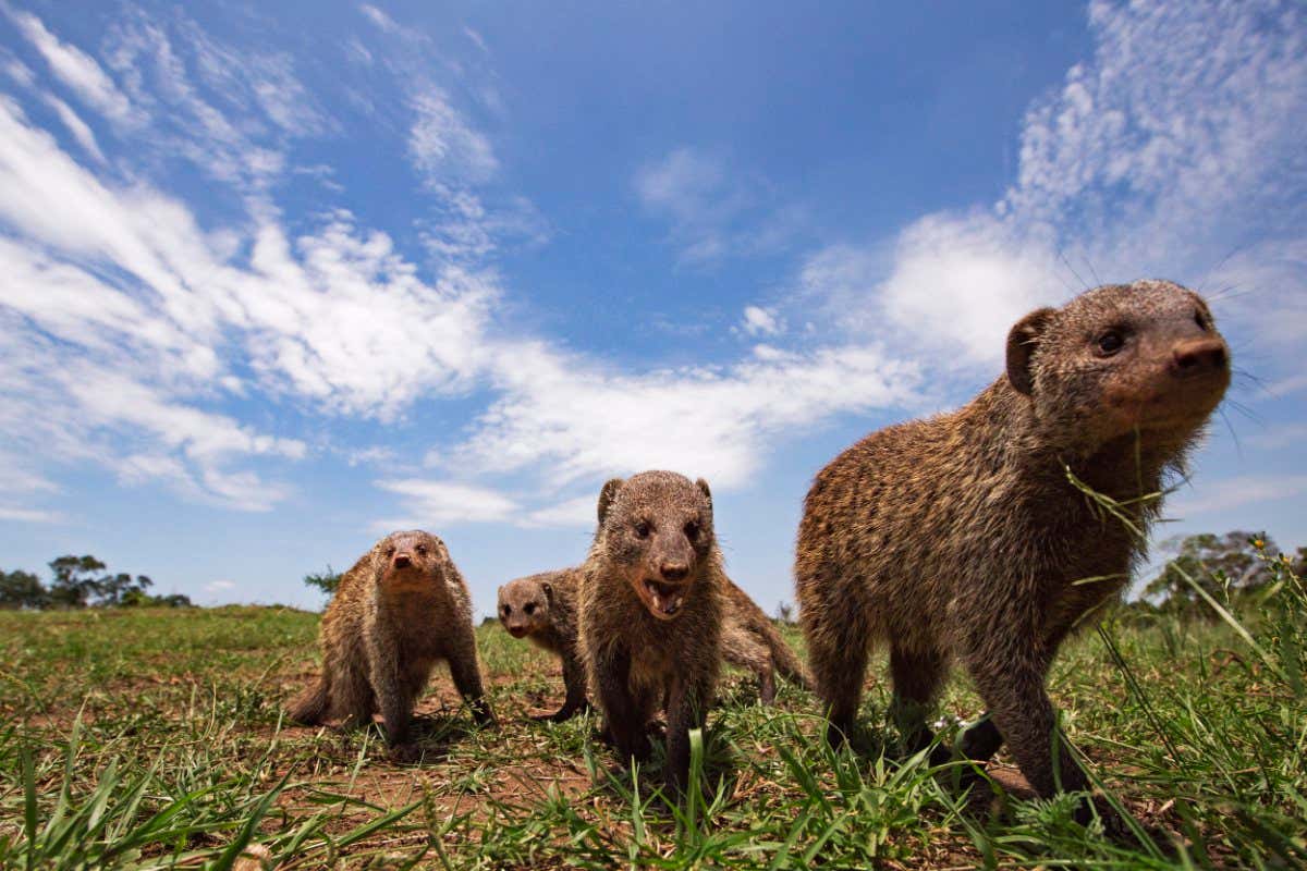 Banded mongoose group approaching with curiosity (Mungos mungo). Maasai Mara National Reserve, Kenya. March 2018.