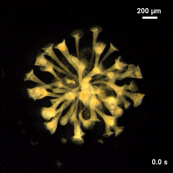New Scientist. Science news and long reads from expert journalists, covering developments in science, technology, health and the environment on the website and the magazine.