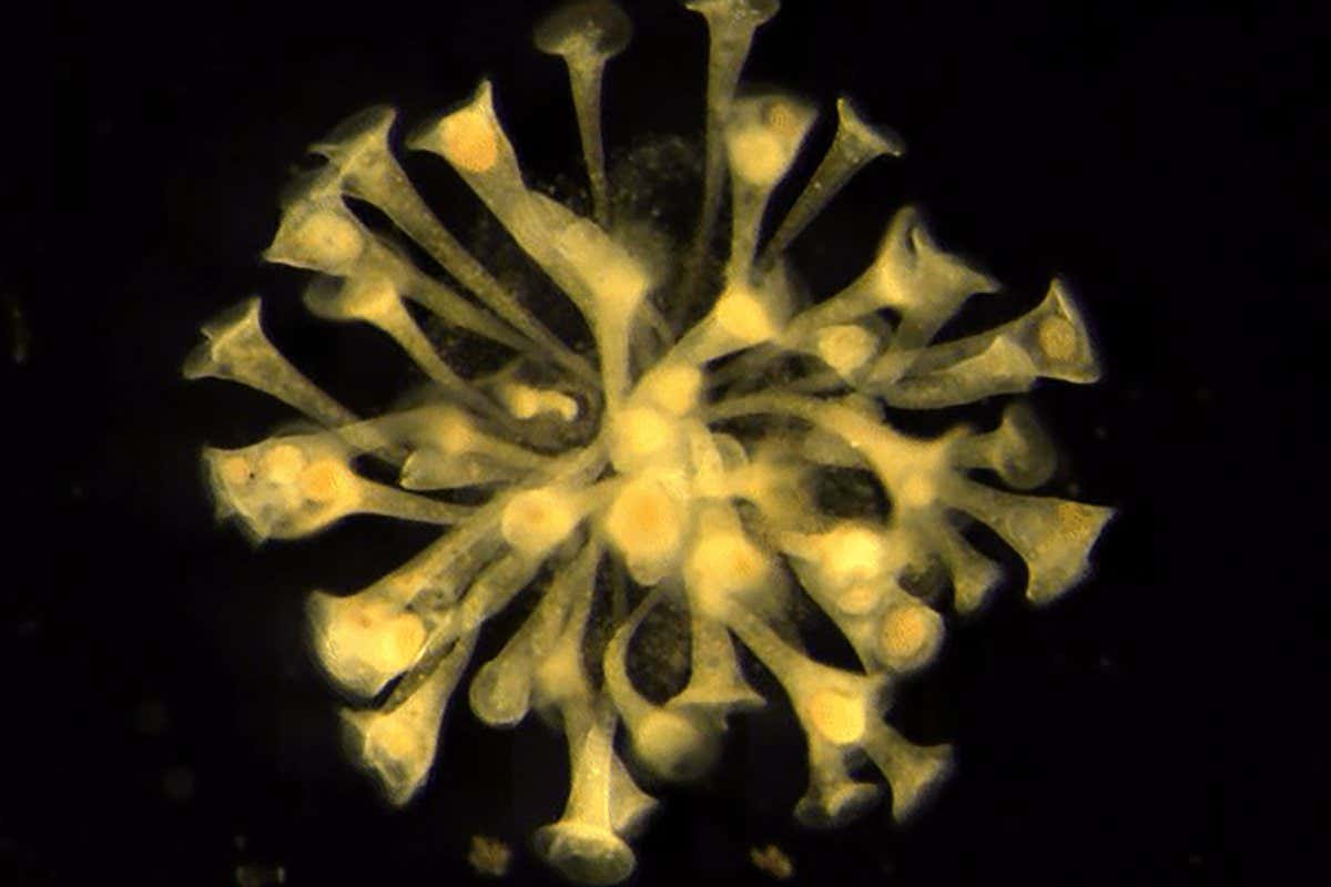 Self-assembled colony formed by wild S. muelleri suspended in solution (see Movie 1) https://doi.org/10.1101/2023.01.10.523506