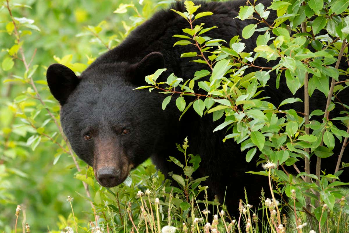 Black Bear (Ursus americanus) male, North America