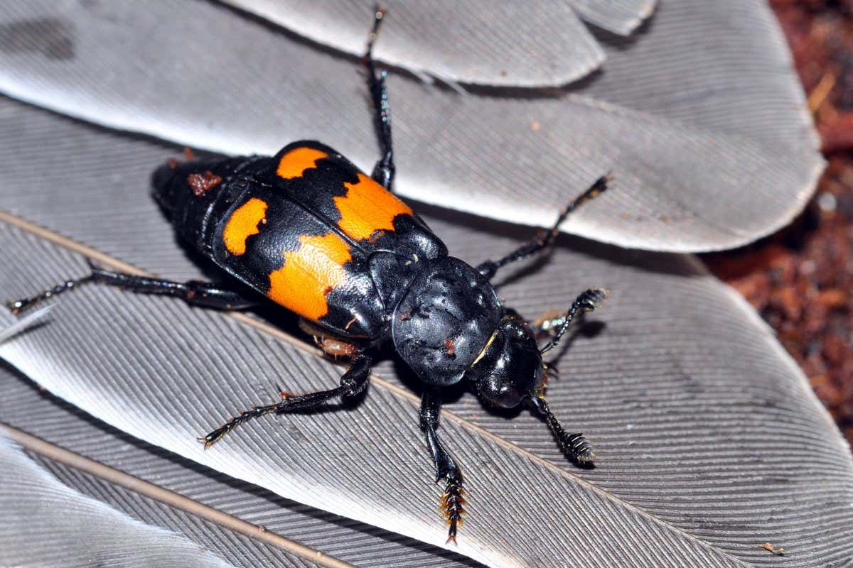 Burying beetle