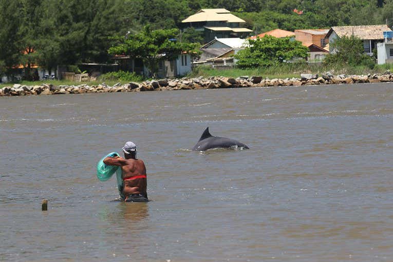 Traditional cooperative fishing between Lahille's bottlenose dolphins and artisanal net-casting fishers in Laguna, Brazil. CREDIT Photo by Mauricio Cantor, Department of Fisheries, Wildlife and Conservation Sciences, Marine Mammal Institute, Oregon State University.
