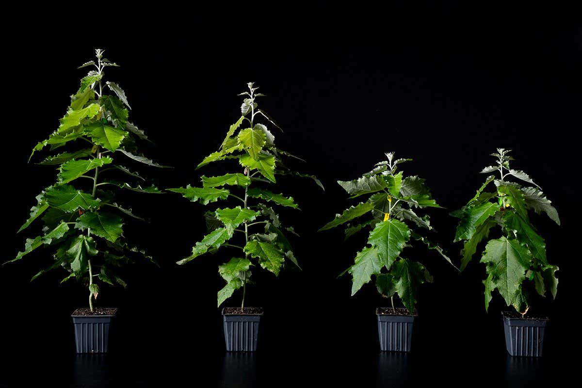 Photosynthesis enhanced poplar comparison vs controls