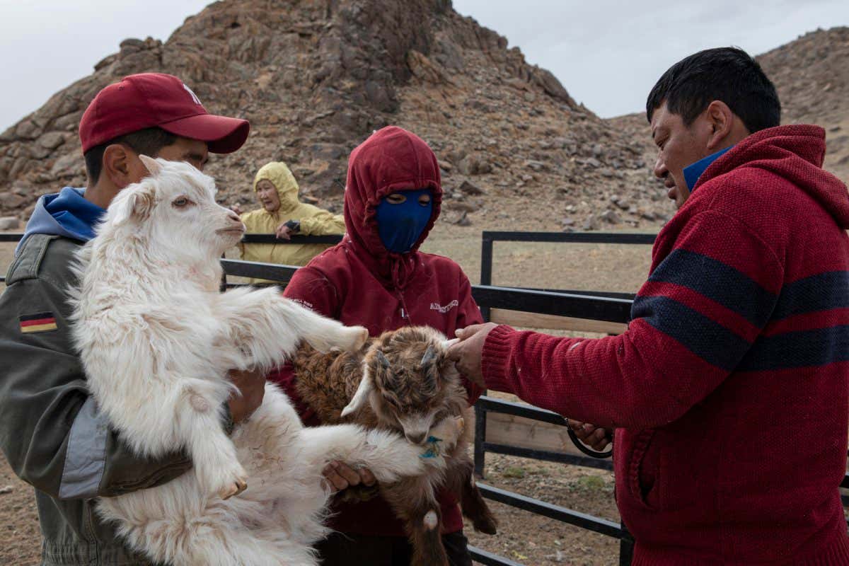Mongolia - Bayankhongor province - Tserennadmid Khaltarkhuu (Nadmid), 44, (right) cuts the baby goat???s ears to mark them with the help of his children Shinetsetseg Tserennadmid, 19 (center) and Shinezaya Tserennadmid, 17 (left).
