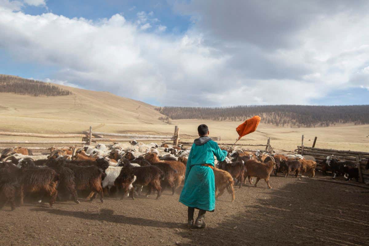 Mongolia - Uvurkhangai province - Bukhuu???s 14 year old son Mungun Huleg gathers the goats inside the enclosure before selecting those who need to be combed that day.