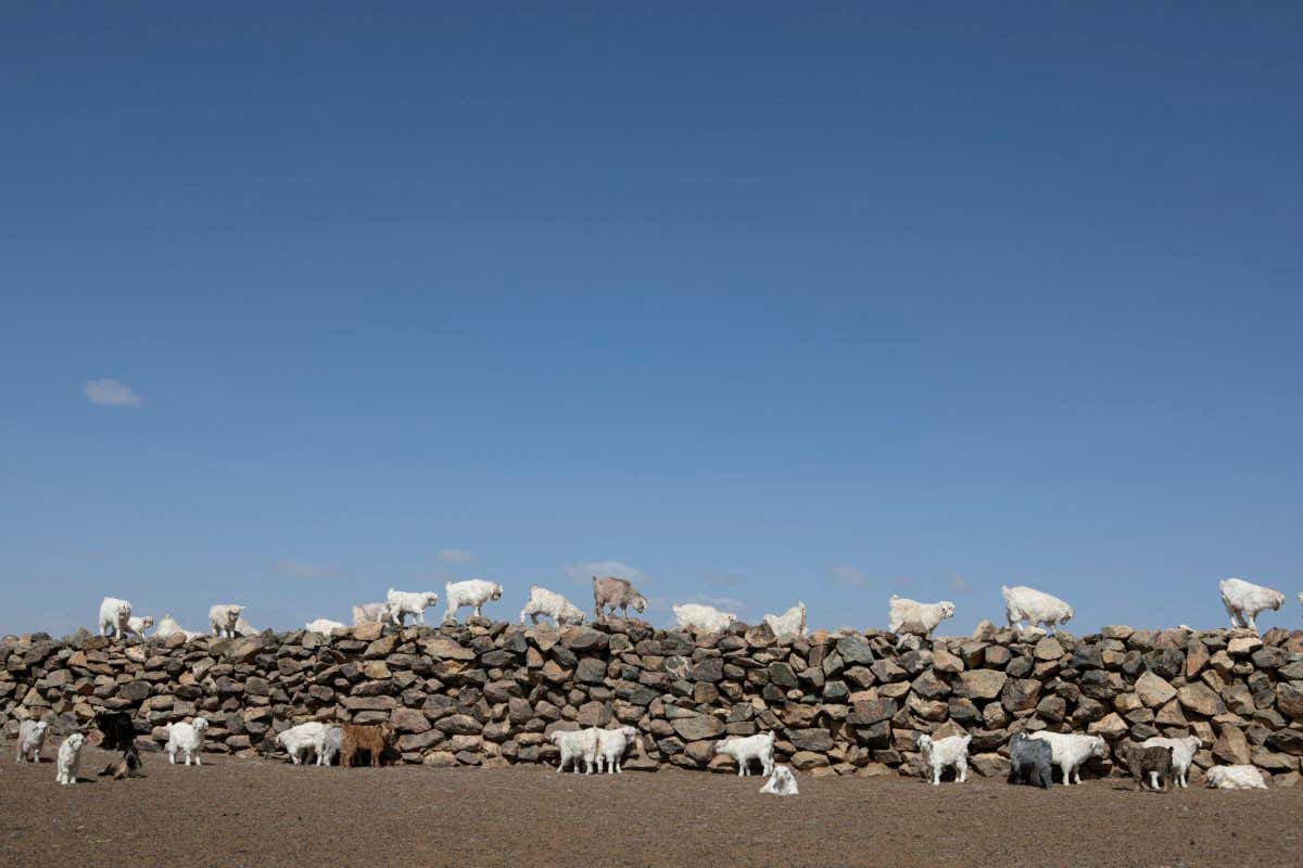 Mongolia - Bayankhongor province - A herd of goats stand on a wall built from natural stones found in the Gobi desert.