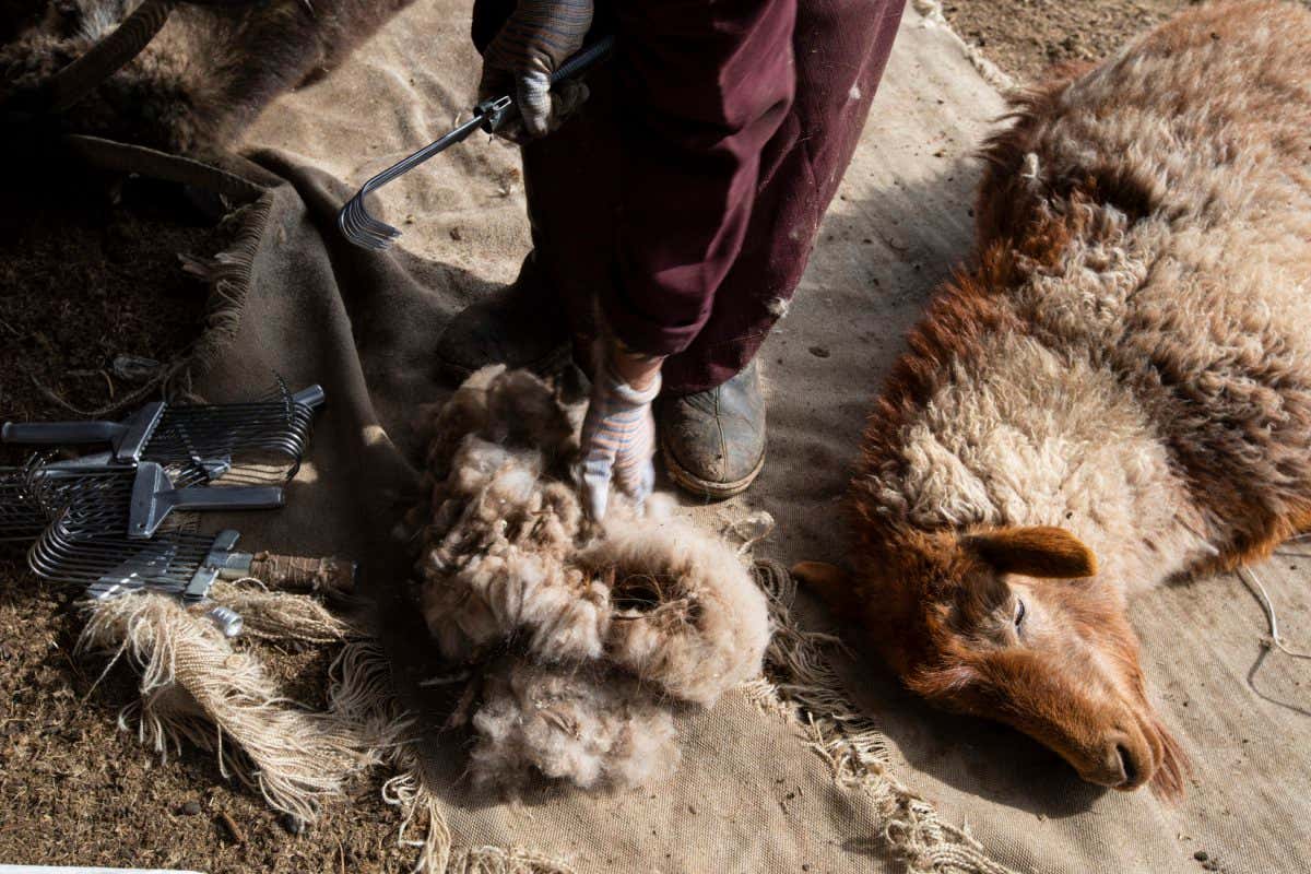 Mongolia - Uvurkhangai province - A goat being combed lies on the floor.