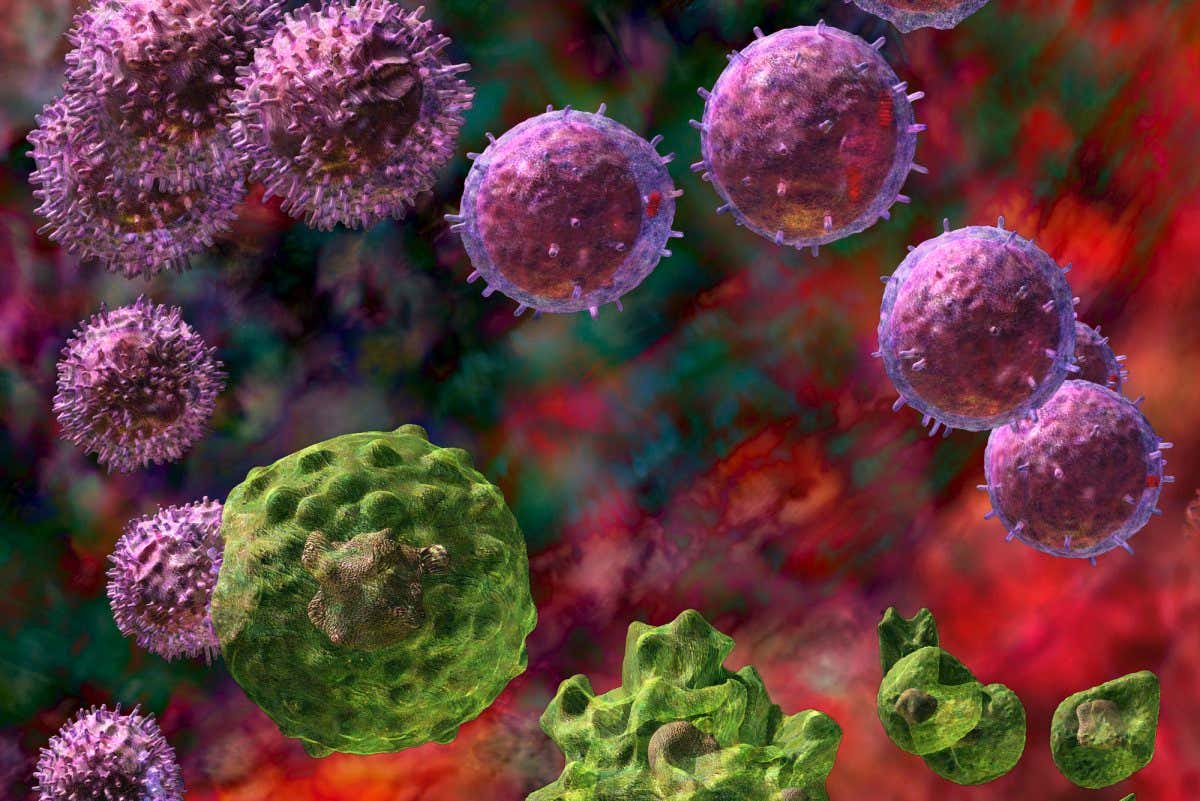 This image may not be used in educational posters ^BCell-mediated immune response,^b computer artwork. This type of immune response is most often used against intracellular pathogens, such as viruses. The viruses (gold) are phagocytosed (engulfed) by macrophage cells (green), a type of white blood cell. Fragments of viral protein (antigen) are displayed on the macrophage's surface. The antigen is recognised by a helper T lymphocyte (purple, centre and right), which secretes chemicals to activate other immune cells, including cytotoxic T lymphocytes (purple, left and bottom). The cytotoxic cells release chemicals that cause the macrophages to disintegrate and die, killing the viruses inside as well.