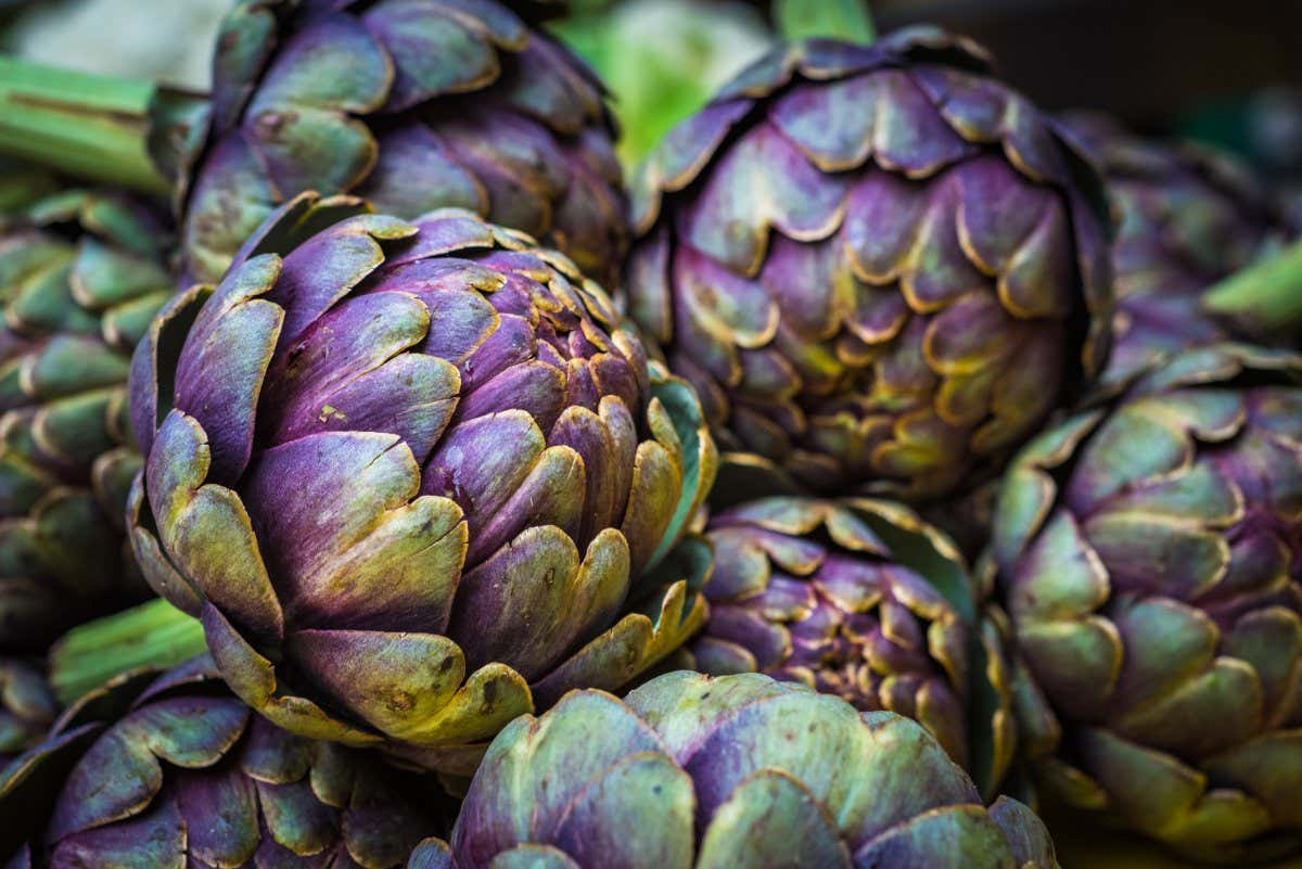 fresh artichokes at farmers market ; Shutterstock ID 1472137547; purchase_order: -; job: -; client: -; other: -