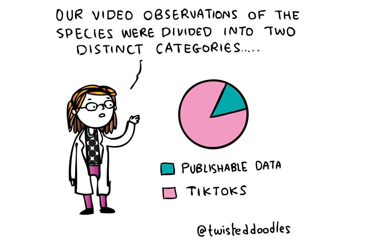 Twisteddoodles on two distinct categories of video observations