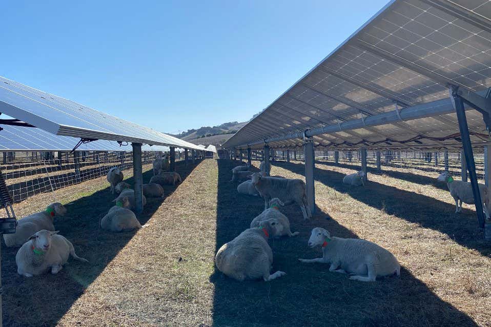 Sheep lying under solar panels