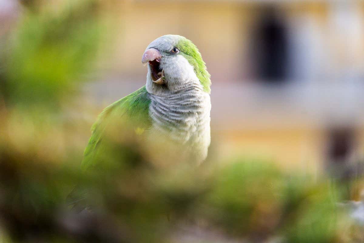 A pale gray and green parrot stands with its beak open, in the middle of a vocalisation