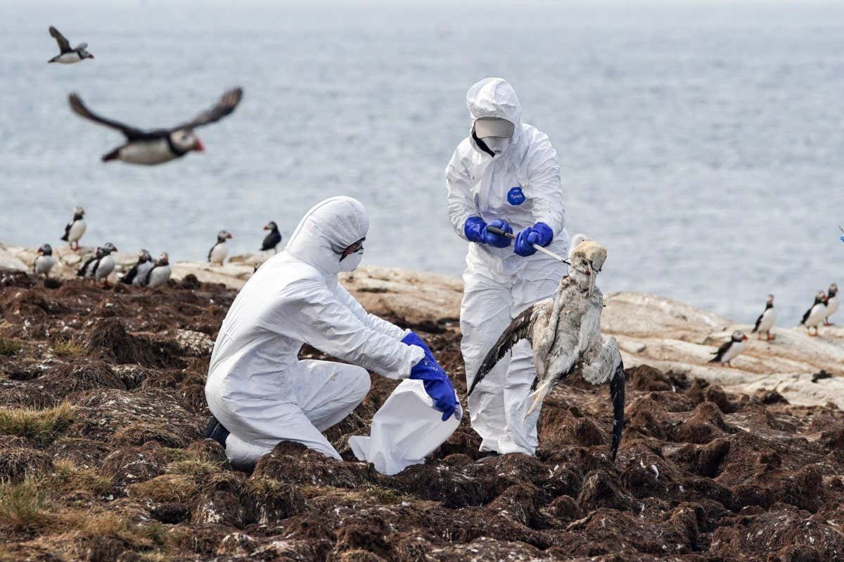 Rangers in protective clothing collect dead birds on a beach