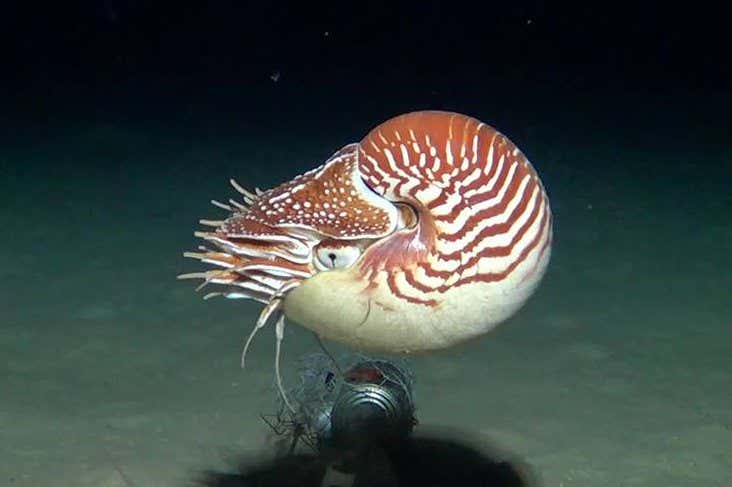 Nautilus samoaensis