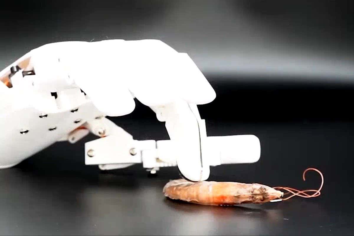 A robot finger prods a shrimp
