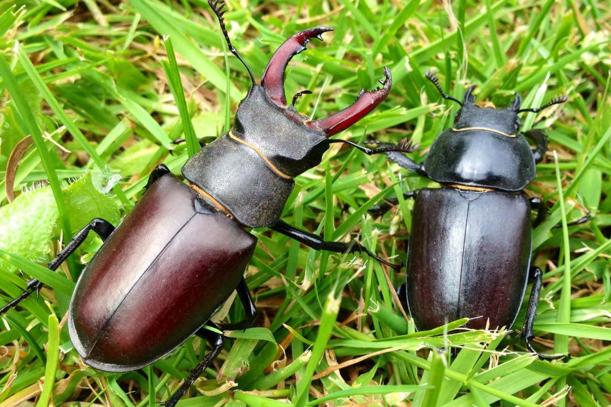 Male and female stag beetles.