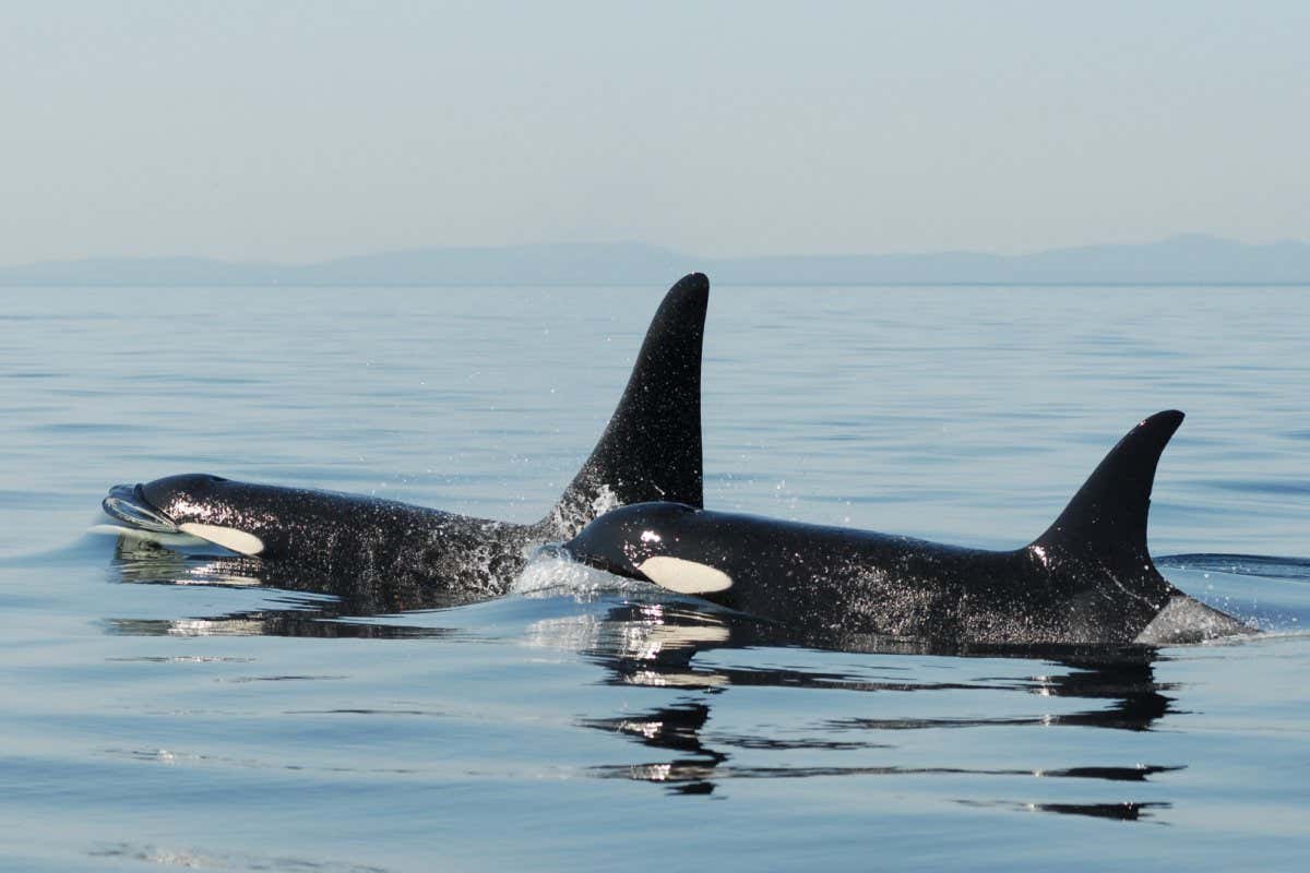 Two orcas