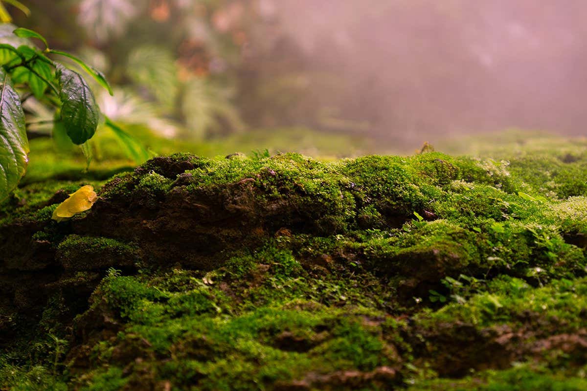 A mossy patch of decaying bark and soil, with the leaves of plants visible in the background, suggesting a forest environment
