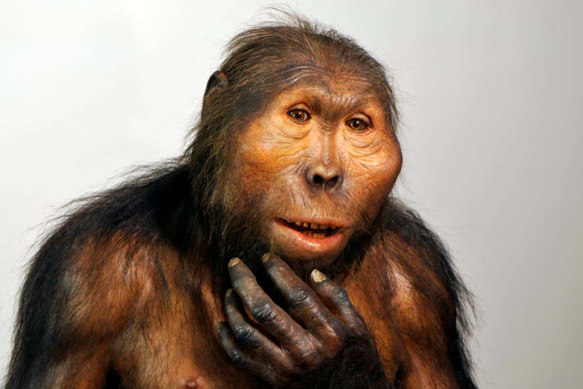 Paranthropus, early human relative