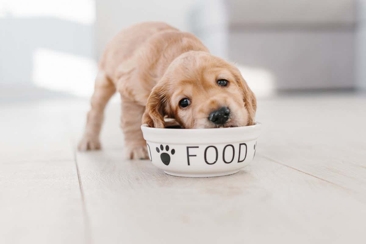 Puppy eating from a bowl