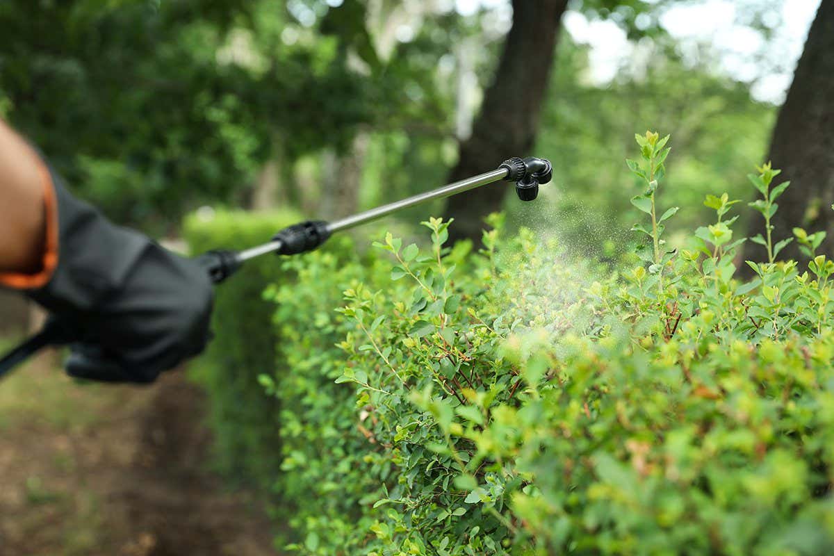 A person spraying some plants