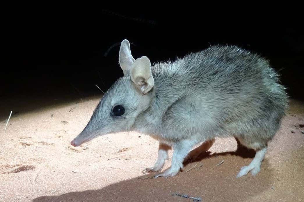 Shark bay bandicoot