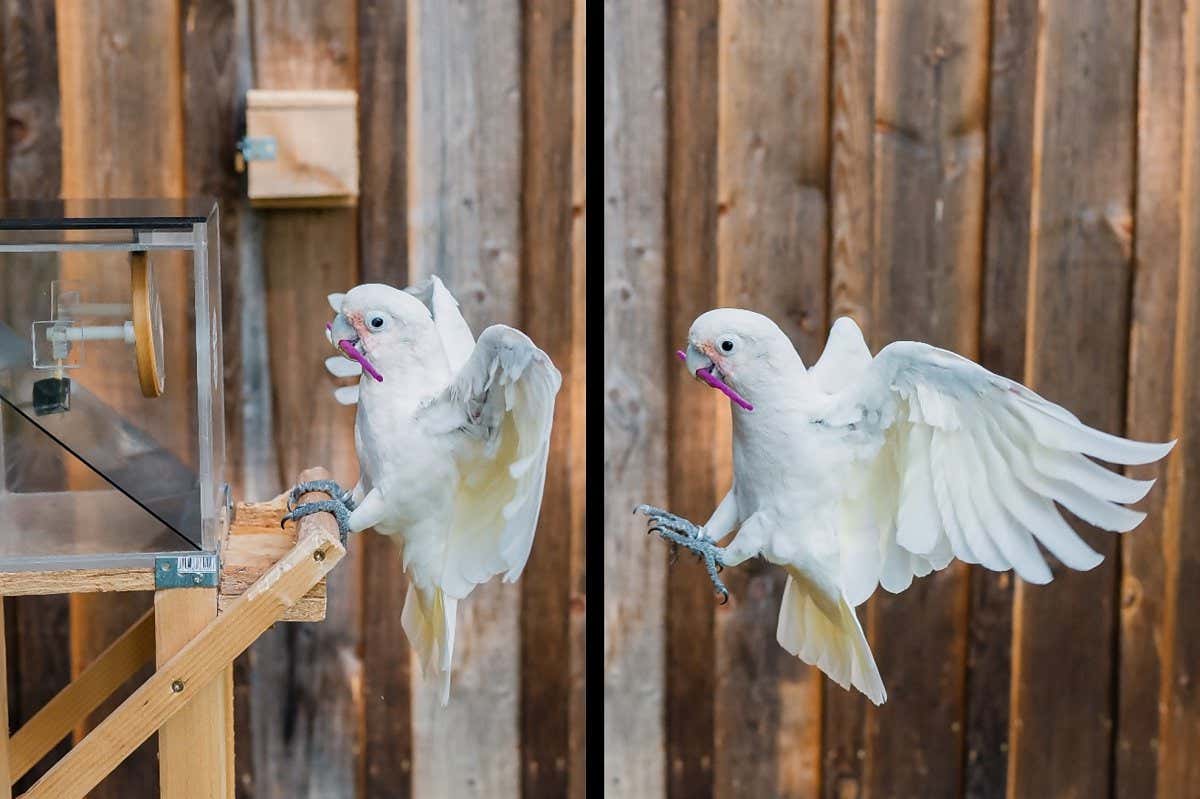 Goffin's cockatoo using tools