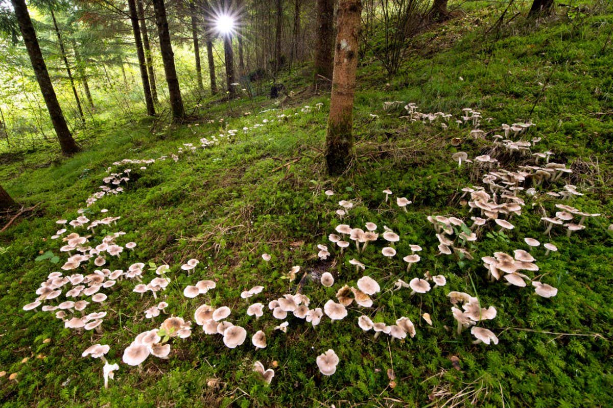 Mushrooms growing around the base of a tree in a forest