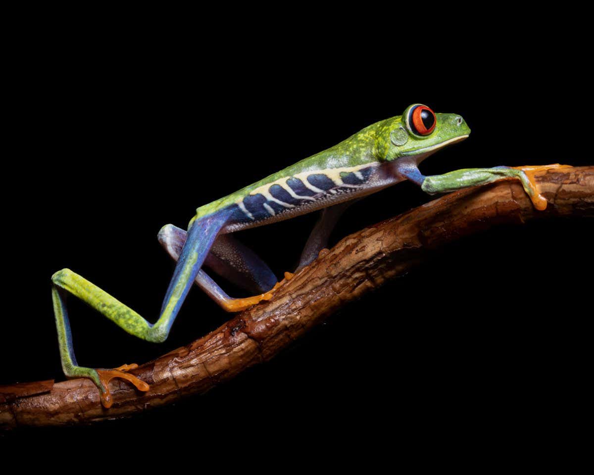 New Scientist. Science news and long reads from expert journalists, covering developments in science, technology, health and the environment on the website and the magazine.