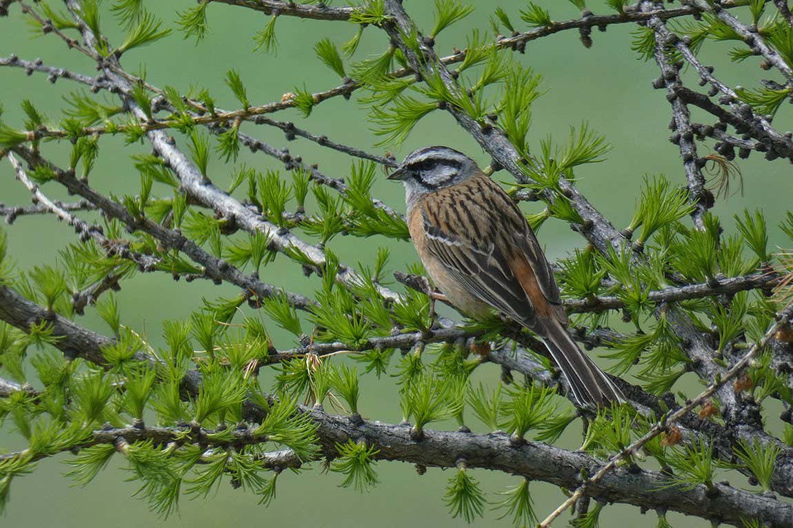rock bunting