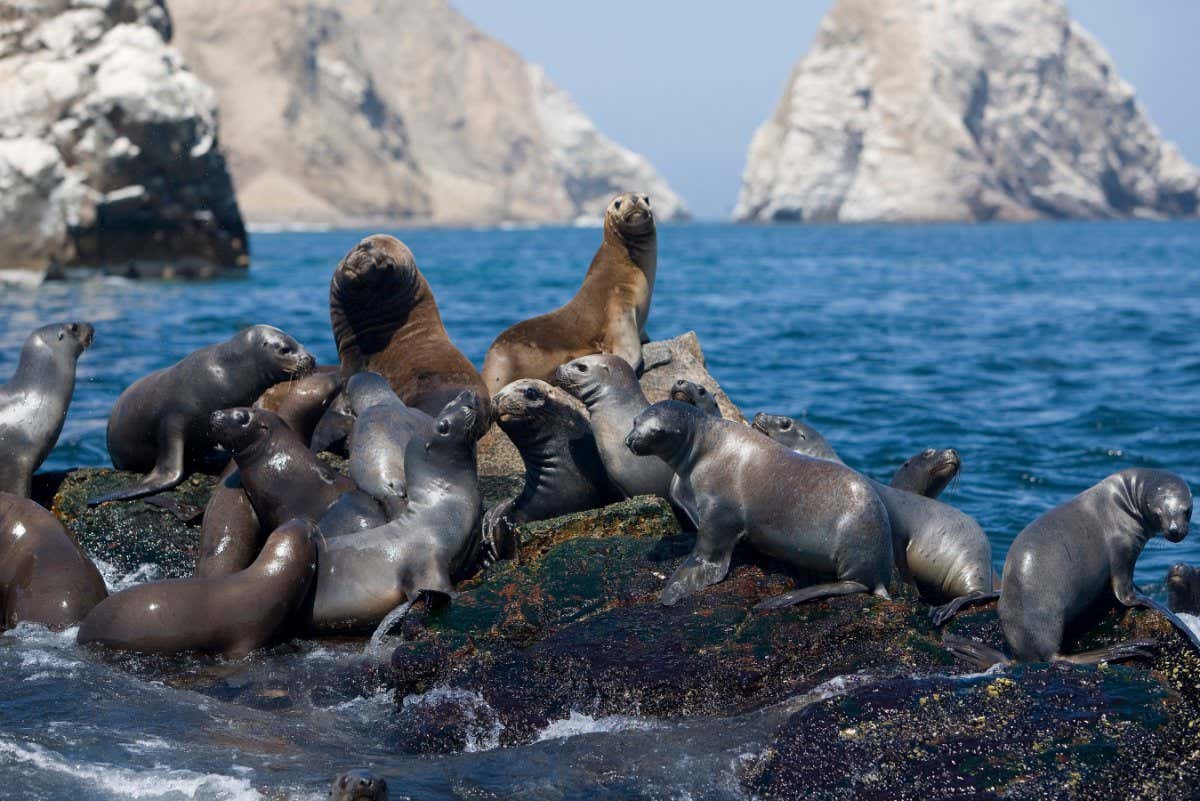 South American Sea Lions