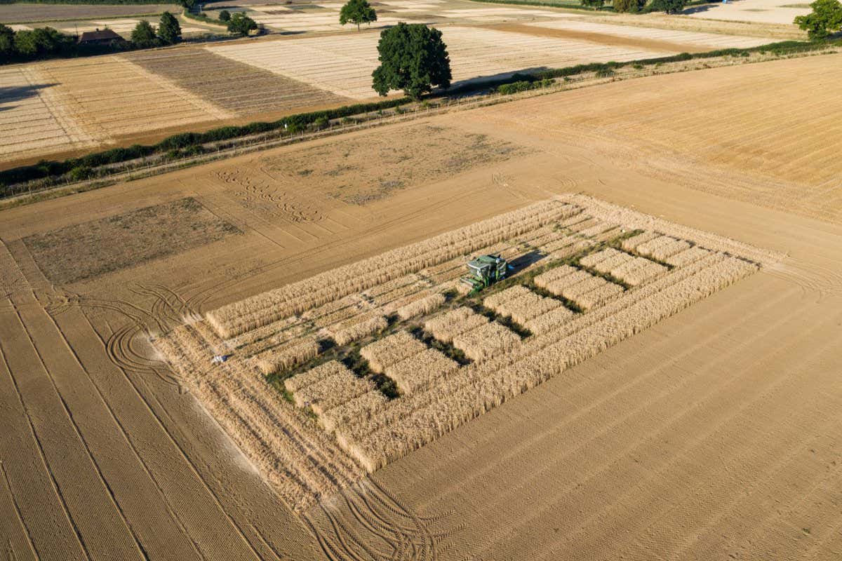 Gene-edited wheat field trial harvesting