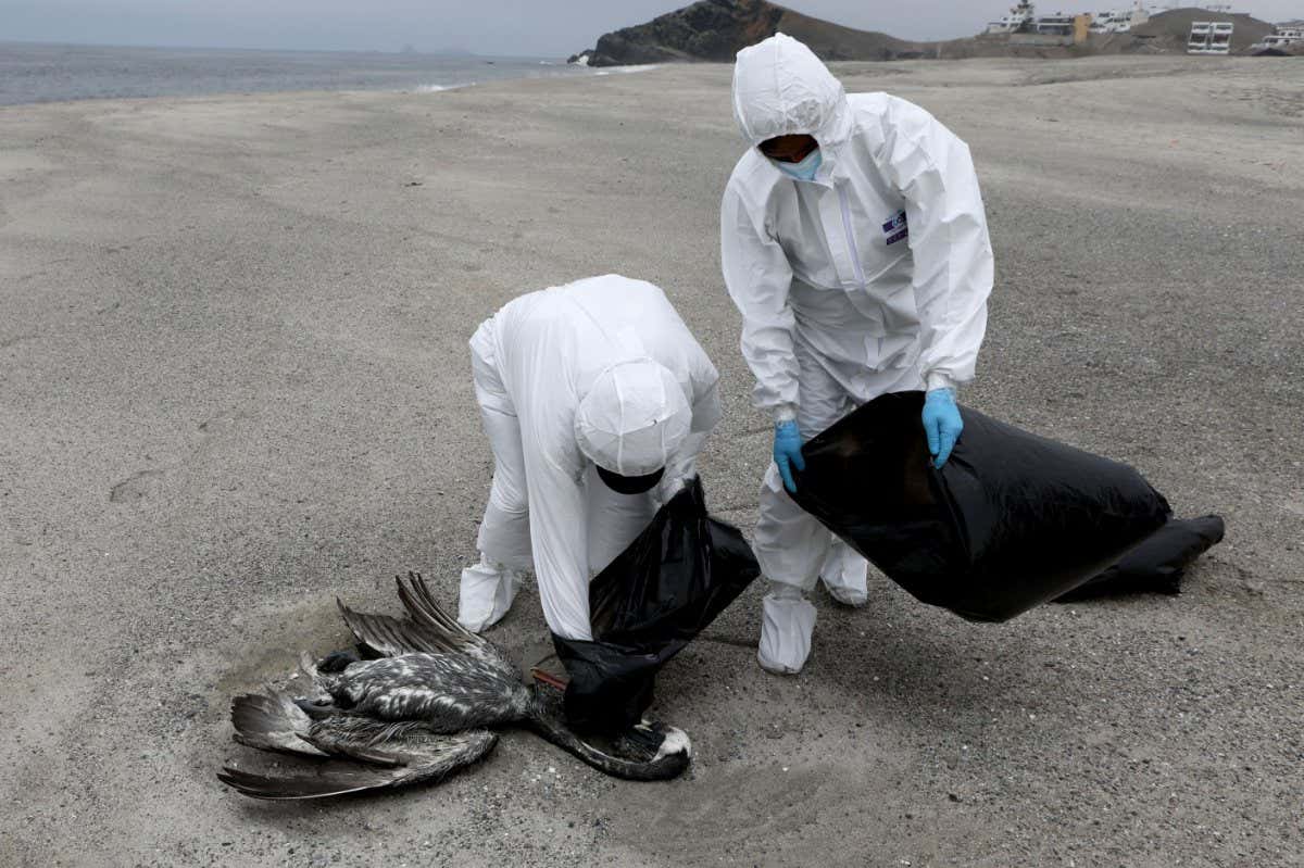 A dead pelican, possibly infected with bird flu, in Lima, Peru, in December 2022