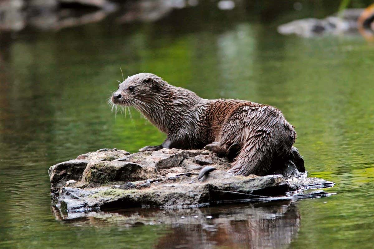2JKPYAK OTTER on a rock in a river, UK.