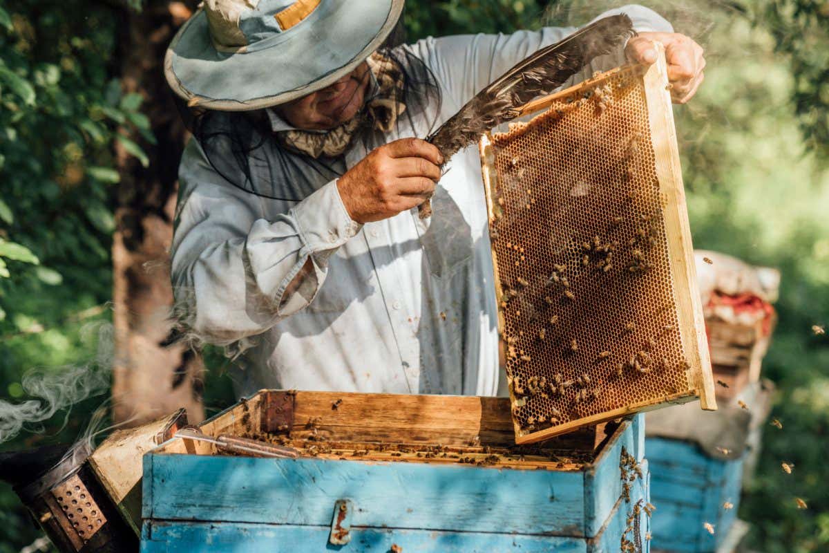 A beekeeper tends to a honeybee hive